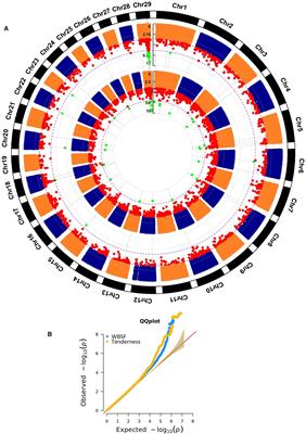 Whole Genome Sequence Data Provides Novel Insights Into the Genetic Architecture of Meat Quality Traits in Beef